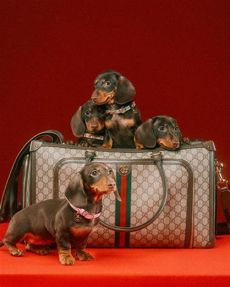 Gucci Pet Collection is here: la collezione dedicata .